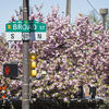 Broad st sign and flowers
